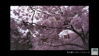 【photo shoot】桜を撮りに行ってきました。【photo editing】