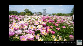 【photo shoot】色麻にある愛宕山公園に行ってきました。【photo editing】